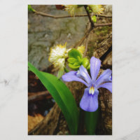 Anã-Caverna-Iris, flor branca púrpura azul-púrpura