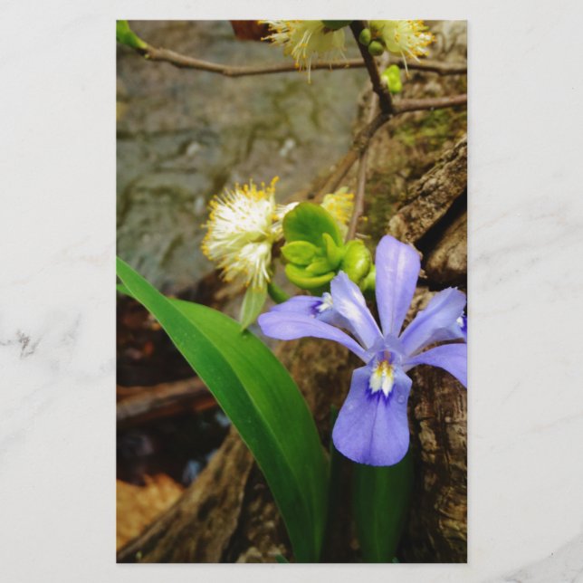 Anã-Caverna-Iris, flor branca púrpura azul-púrpura (Frente)