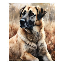 Anatólia Shepherd Dog Art Impressão Poster