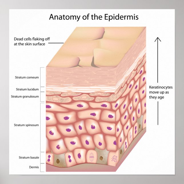 Anatomia 3d da epiderme Poster (Frente)