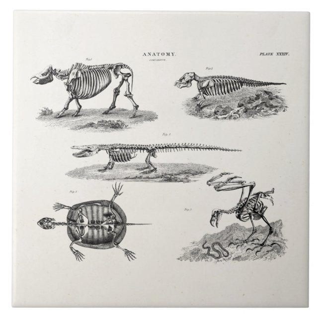 Anatomia antiga dos esqueletos animais dos 1800s (Frente)
