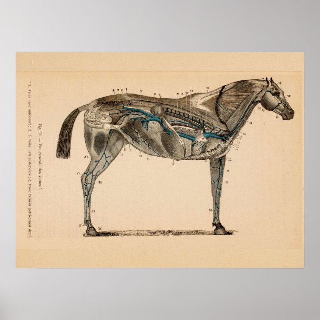 Anatomia cardíaca das veias equinas Impressão fran (Frente)