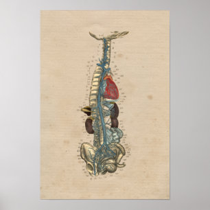 Anatomia cardíaca das Veias Humanas 1841 Impressão