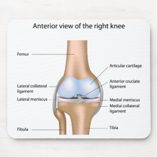 Anatomia da articulação do joelho Mousepad