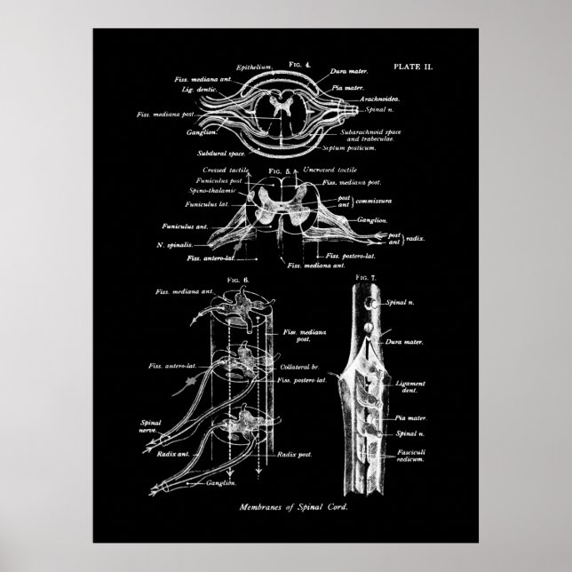 Anatomia da medula espinhal Poster (Frente)