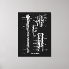 Anatomia da membrana da medula espinhal Decoração