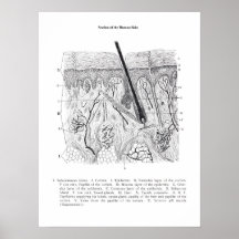 Anatomia da seção da pele impressão 2.