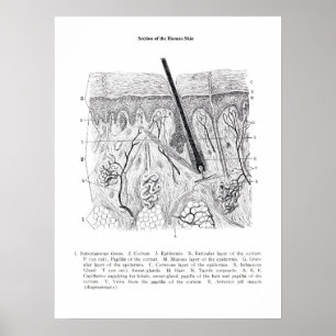 Anatomia da seção da pele impressão 2.