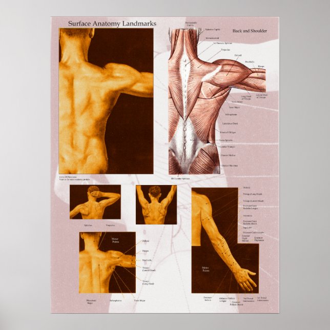 Anatomia da superfície muscular Poster para trás e (Frente)