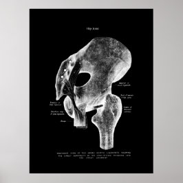 Anatomia das articulações da anca Poster