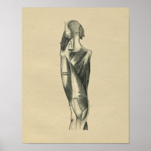 Anatomia das Pernas Humanas 1902 Impressão de Vint