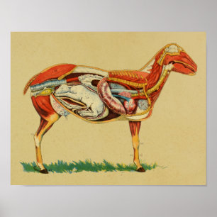 Anatomia de 1905 carneiros com impressão do