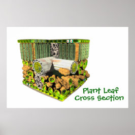 Anatomia de poster de Folha de Plantas