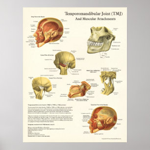 Anatomia de TMJ e poster muscular dos acessórios
