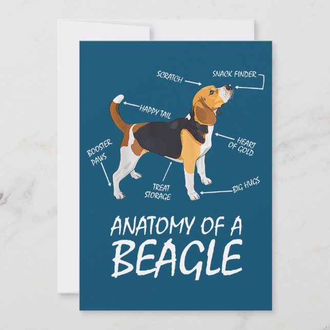 Anatomia De Um Cachorro De Beagle (Frente)
