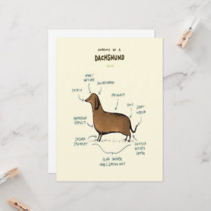 Anatomia De Um Dachshund Pássaros De Cães Dachsh