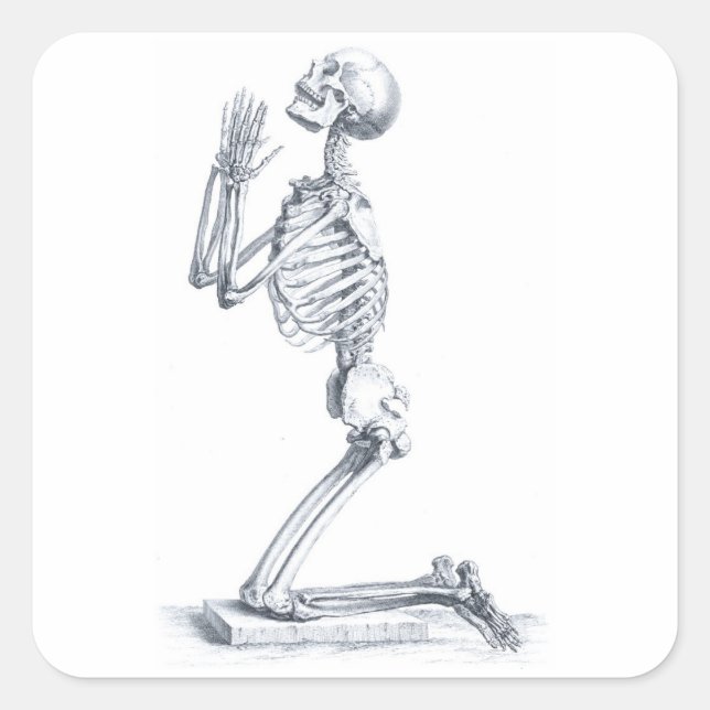 Anatomia do adesivo dos Ossos (Frente)