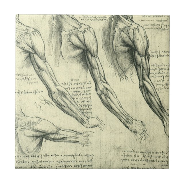 Anatomia do braço e do ombro de Leonardo da Vinci (Frente)