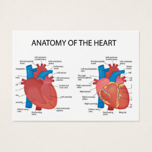 Anatomia do coração