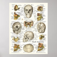 Anatomia do crânio humano Poster 18 X 24