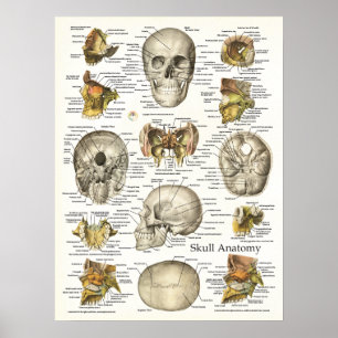 Anatomia do crânio humano Poster 18 X 24