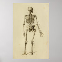 Anatomia do esqueleto humano Impressão posterior