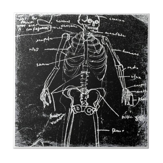 anatomia do esqueleto humano yaie tokyo (Frente)