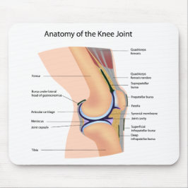 Anatomia do mousepad humano da articulação do