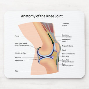 Anatomia do mousepad humano da articulação do