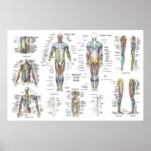 Anatomia do músculo humano Poster Anterior Poster