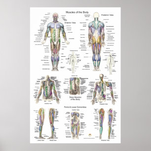 Anatomia do músculo humano Poster Anterior Poster