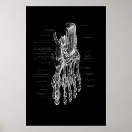Anatomia do pé Poster médico 24 x 36"
