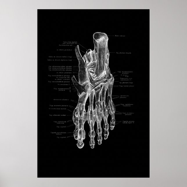 Anatomia do pé Poster médico 24 x 36" (Frente)