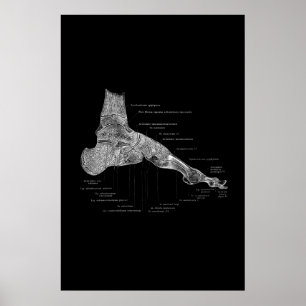 Anatomia do pé Poster médico 24 x 36"