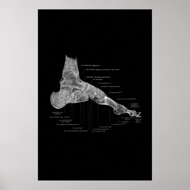 Anatomia do pé Poster médico 24 x 36" (Frente)