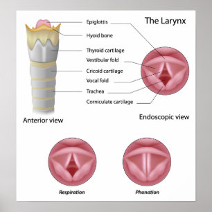 Anatomia do poster da laringe