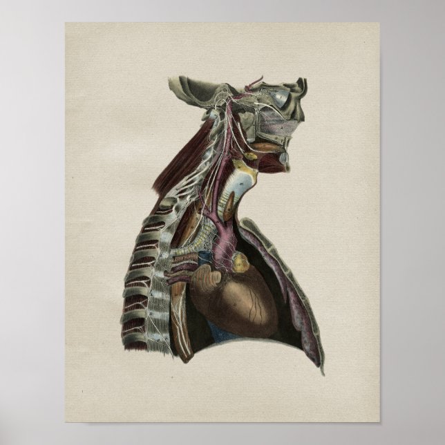 Anatomia do Sistema Nervoso Humano Impressão (Frente)