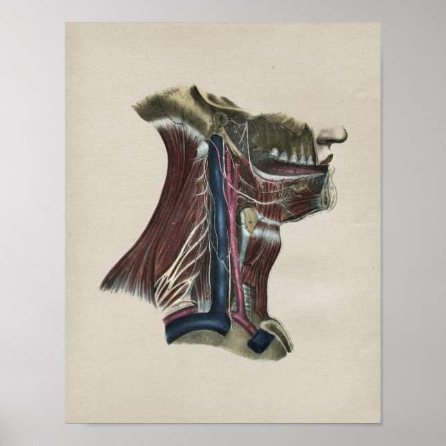 Anatomia do Sistema Nervoso Humano Impressão (Frente)