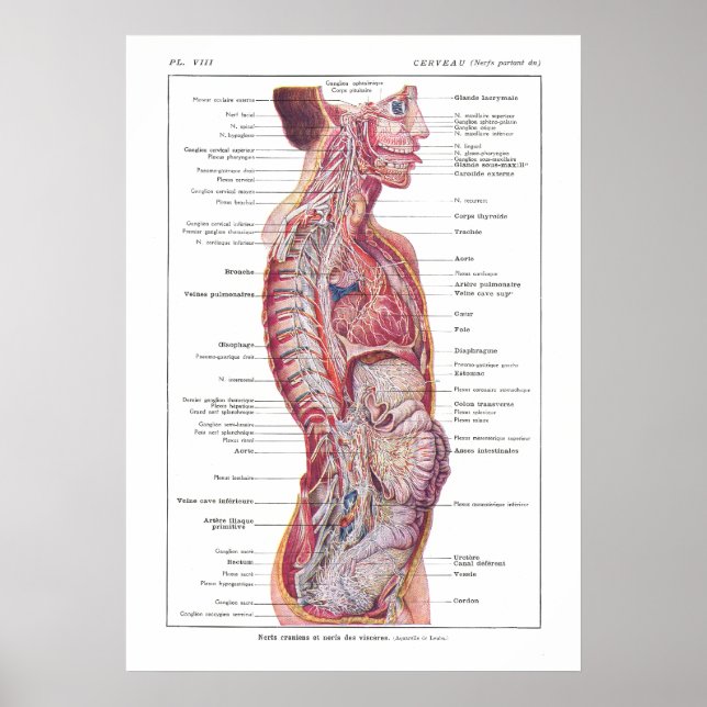 Anatomia dos nervos cranianos e viscerais Poster f (Frente)
