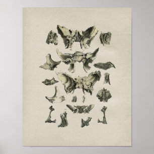 Anatomia dos ossos do crânio humano Impressão