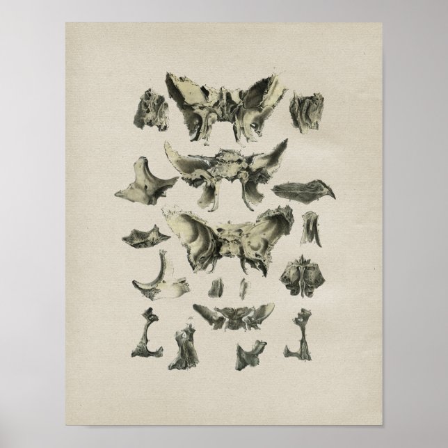 Anatomia dos ossos do crânio humano Impressão (Frente)