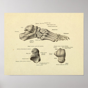 Anatomia dos pés Anatomia dos ossos Impressão