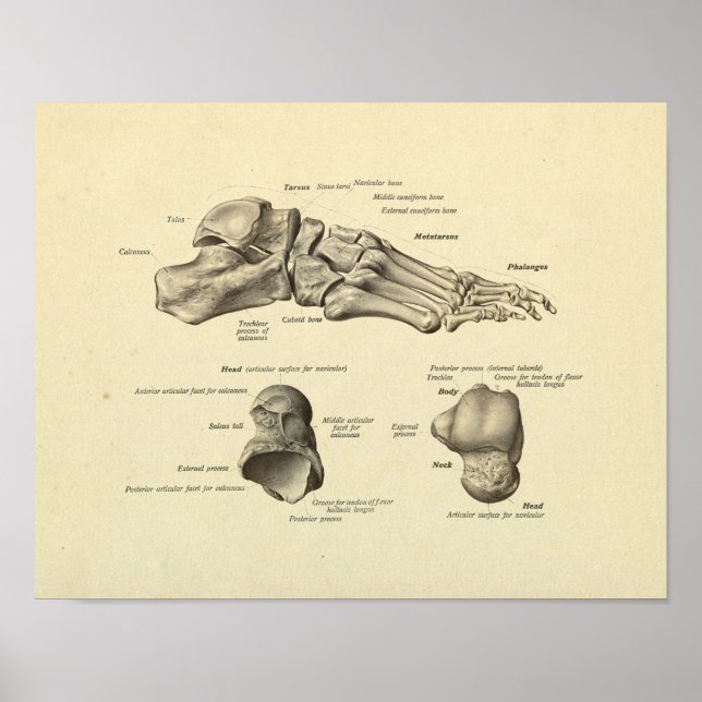 Anatomia dos pés Anatomia dos ossos Impressão (Frente)