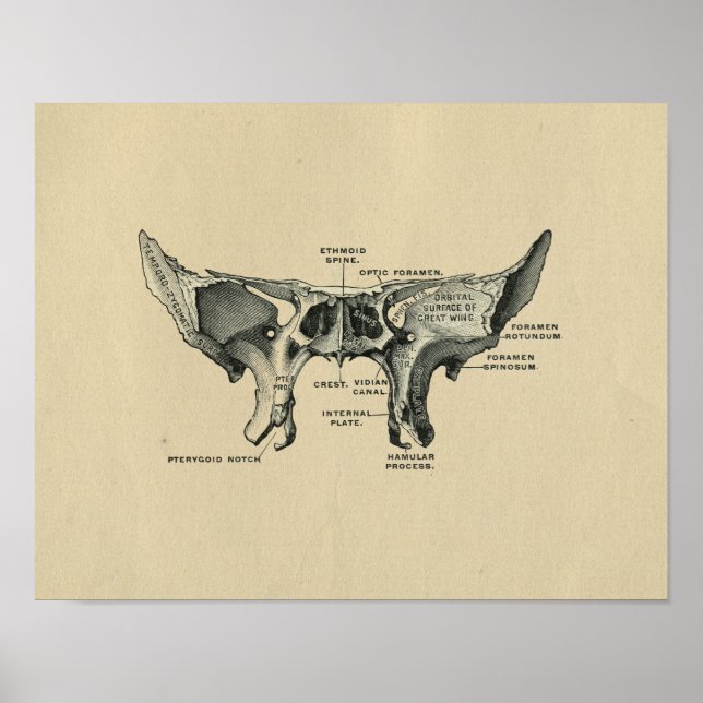 Anatomia esfenoide humana 1902 Impressão de colhei (Frente)