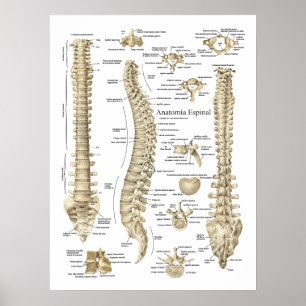 Anatomia espanhola da espinha do poster de