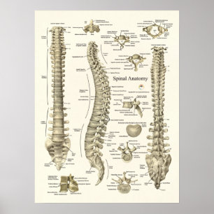 Anatomia espinhal Poster
