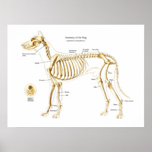 Anatomia esqueletal do poster do cão