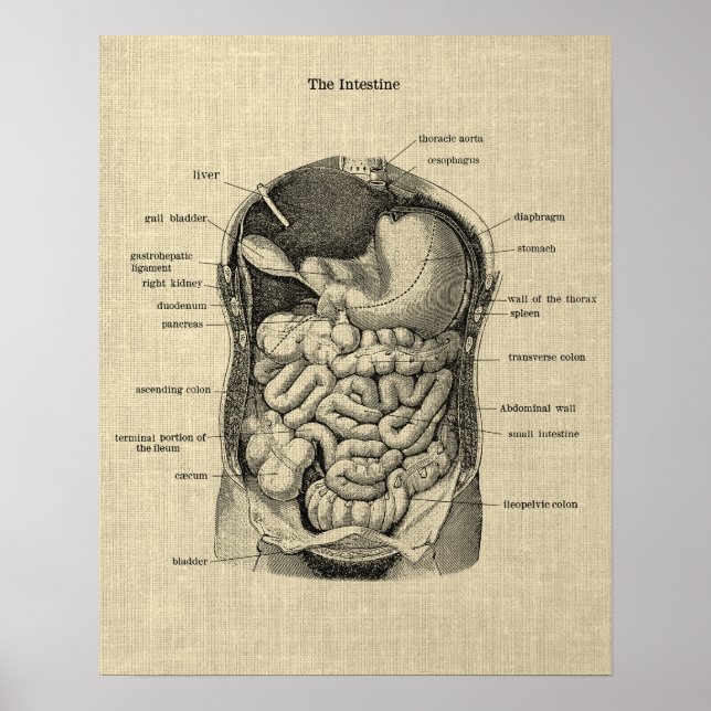 Anatomia gastrointestinal impressão 1 Poster (Frente)