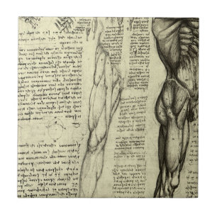 Anatomia Humana de Leonardo da Vinci Músculos Masc