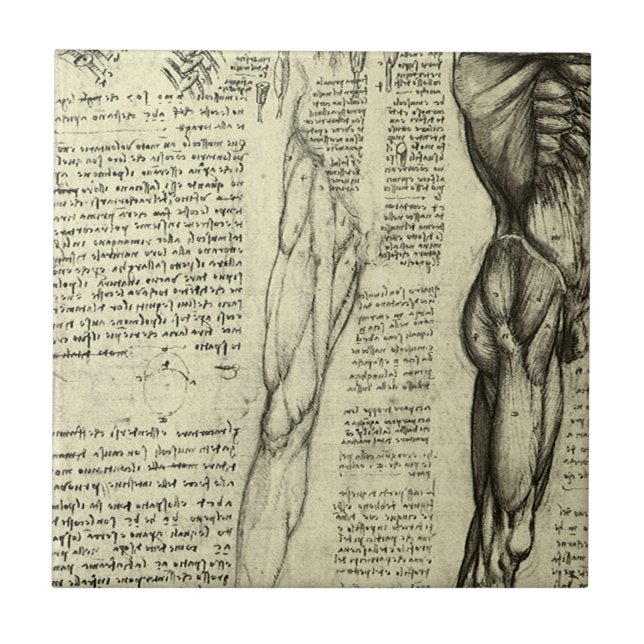Anatomia Humana de Leonardo da Vinci Músculos Masc (Frente)